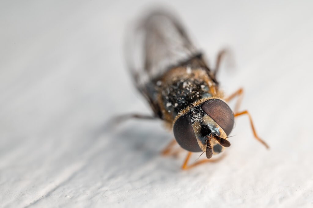 Professional bed bug pest control service in Columbus Ohio by Perfect Peace Pest Control, covering Dublin, Westerville, Pickerington, and Marysville.